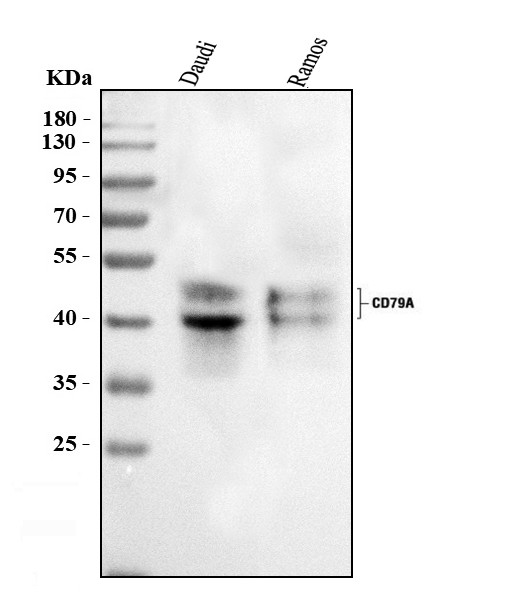 CD79a Antibody in Western Blot (WB)