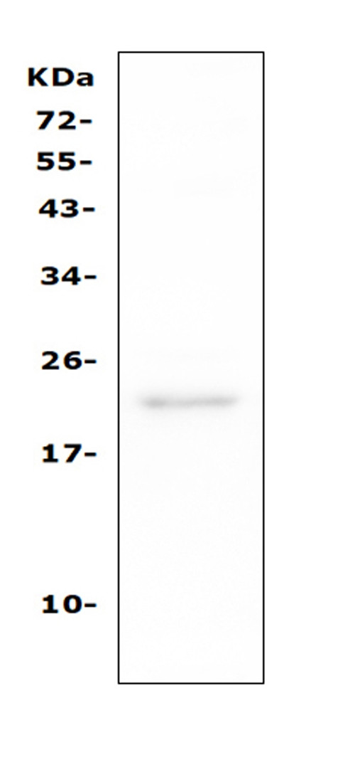 CD81 Antibody in Western Blot (WB)