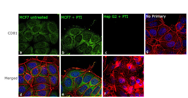 CD81 Antibody