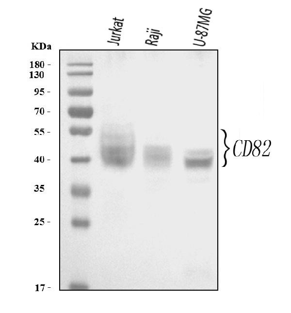 CD82 Antibody in Western Blot (WB)