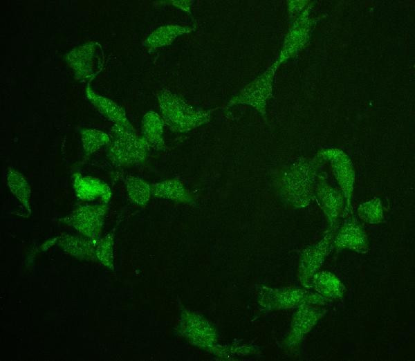 CDC20 Antibody in Immunocytochemistry (ICC/IF)