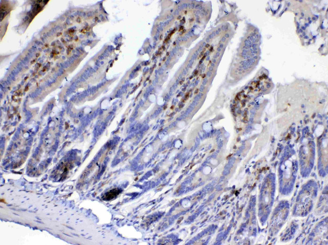 CDC20 Antibody in Immunohistochemistry (Paraffin) (IHC (P))