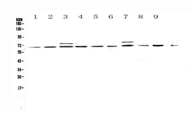 CDC45L Antibody in Western Blot (WB)