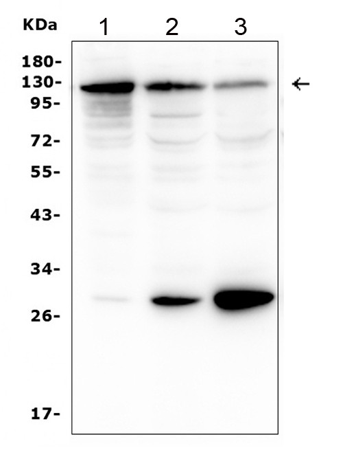 P-cadherin Antibody in Western Blot (WB)