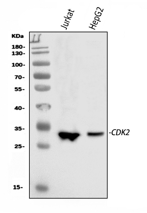 CDK2 Antibody in Western Blot (WB)