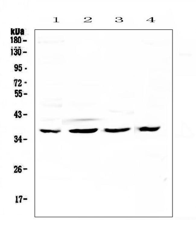 CDK6 Antibody in Western Blot (WB)