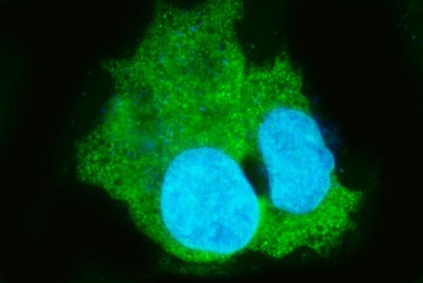 CES1 Antibody in Immunocytochemistry (ICC/IF)