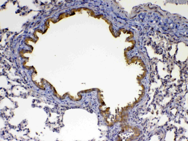 Factor D Antibody in Immunohistochemistry (Paraffin) (IHC (P))