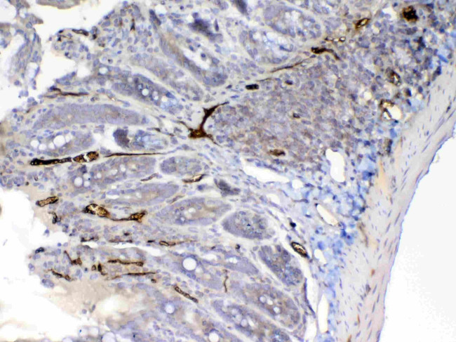 Factor D Antibody in Immunohistochemistry (Paraffin) (IHC (P))