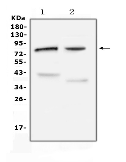 ChAT Antibody in Western Blot (WB)