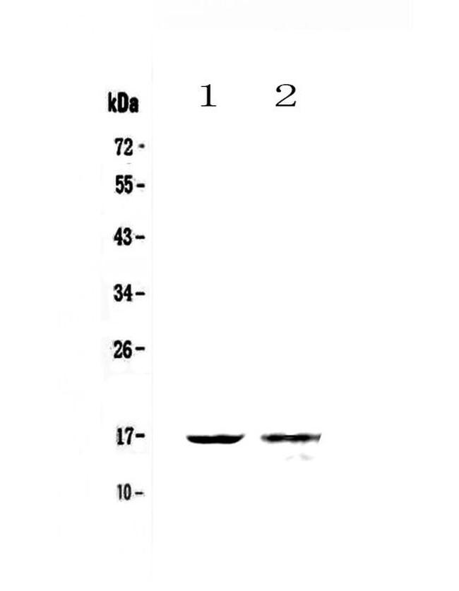 Galectin 10 Antibody in Western Blot (WB)