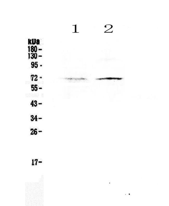 CLPX Antibody in Western Blot (WB)