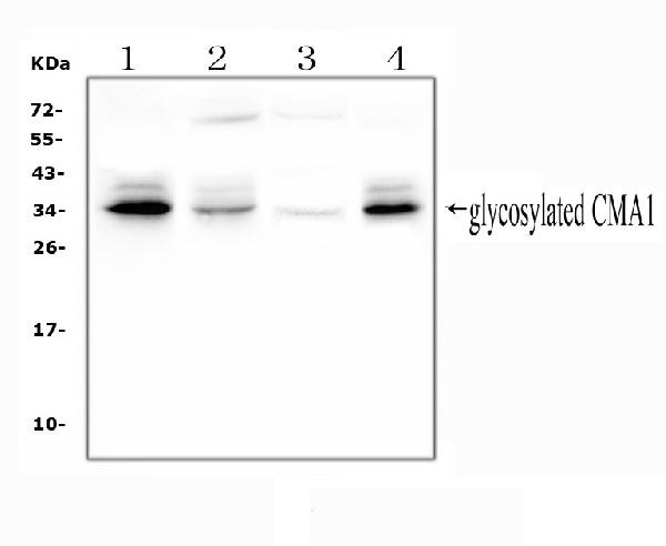 Mast Cell Chymase Antibody in Western Blot (WB)