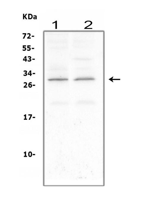 CNTF Antibody in Western Blot (WB)