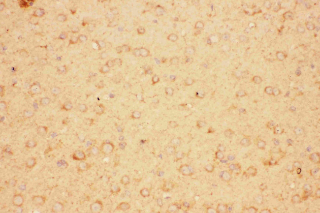 CNTF Antibody in Immunohistochemistry (Paraffin) (IHC (P))