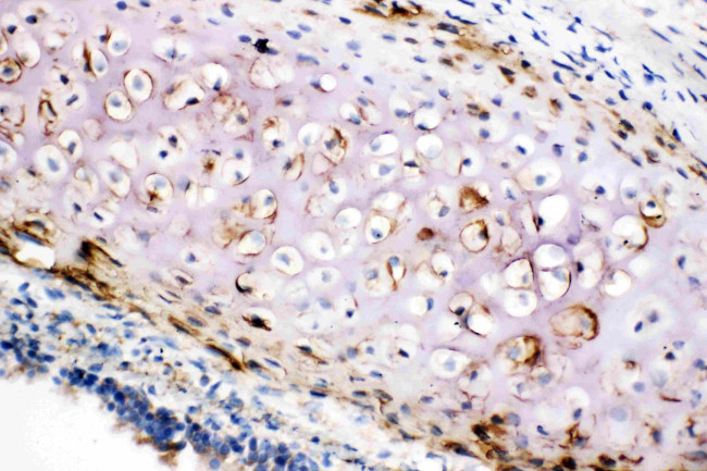 Collagen II Antibody in Immunohistochemistry (Frozen) (IHC (F))