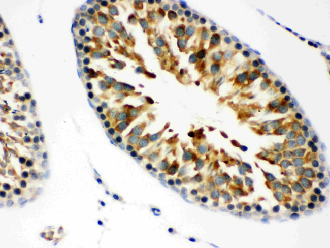 JAB1 Antibody in Immunohistochemistry (Paraffin) (IHC (P))