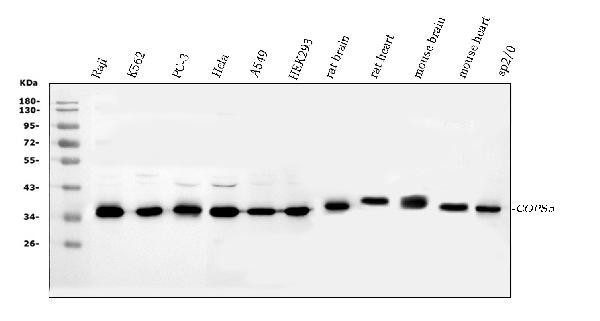 JAB1 Antibody in Western Blot (WB)