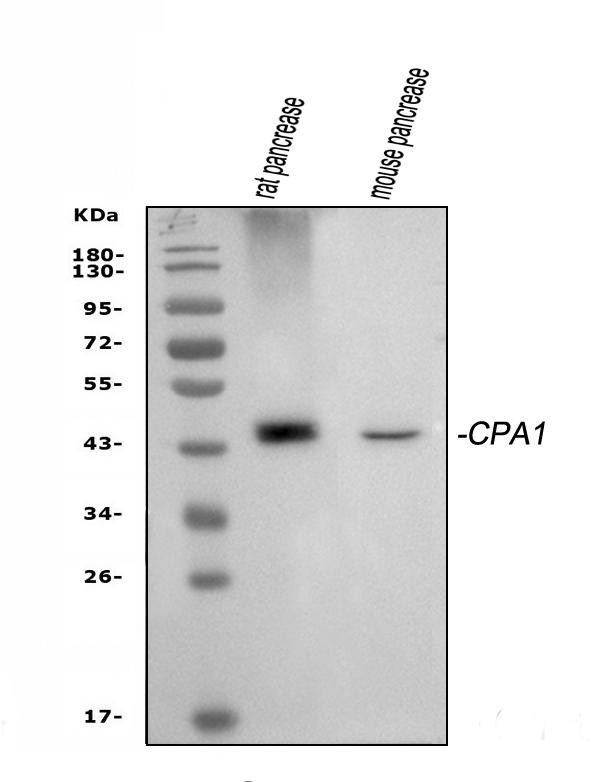 Carboxypeptidase A1 Antibody in Western Blot (WB)