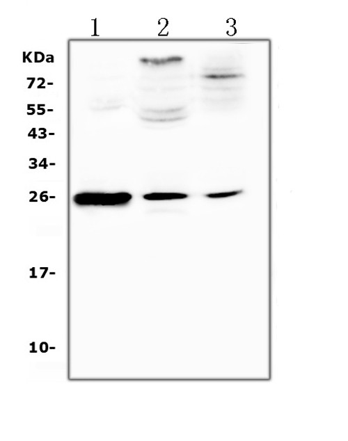 CRP Antibody in Western Blot (WB)