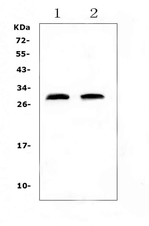 CRP Antibody in Western Blot (WB)