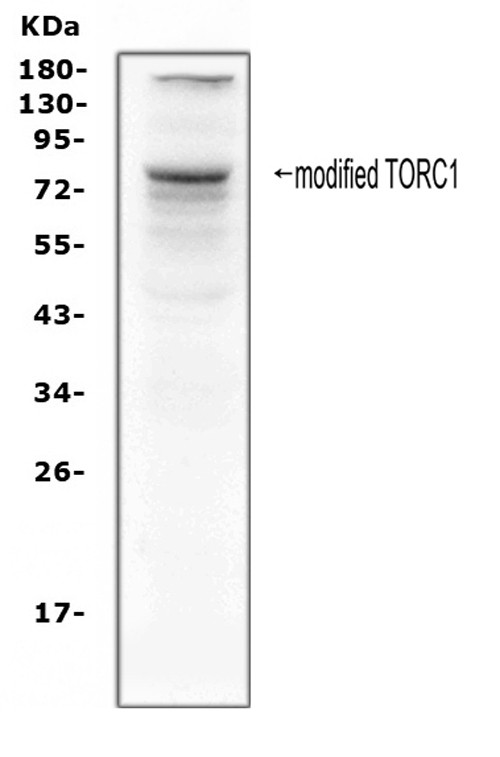 Torc1 Antibody in Western Blot (WB)