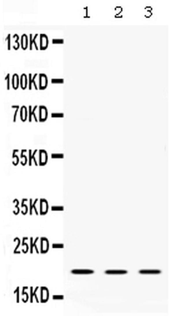 Alpha A Crystallin Antibody in Western Blot (WB)