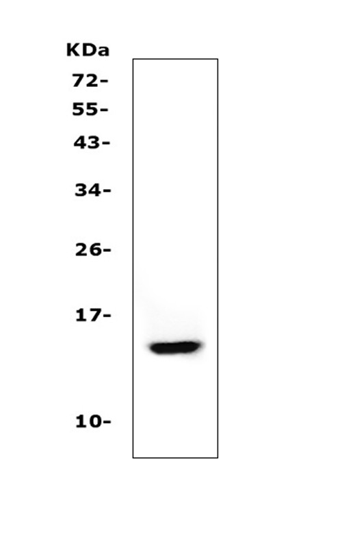 Cystatin A Antibody in Western Blot (WB)