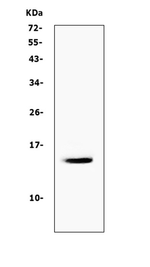 Cystatin A Antibody in Western Blot (WB)