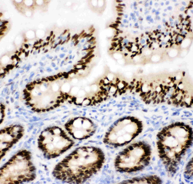 CtBP2 Antibody in Immunohistochemistry (Frozen) (IHC (F))