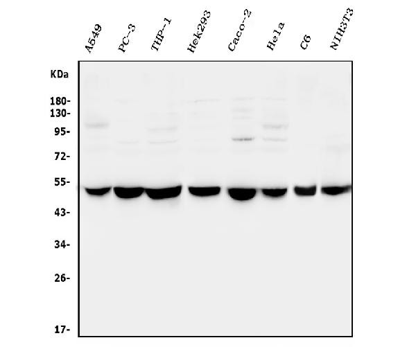 CtBP2 Antibody in Western Blot (WB)