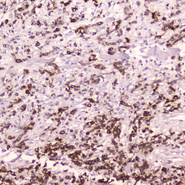 Cathepsin E Antibody in Immunohistochemistry (Paraffin) (IHC (P))