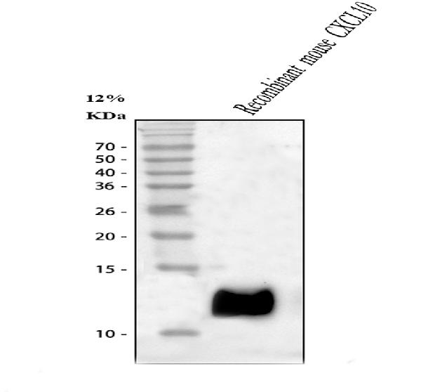 CXCL10 (IP-10) Antibody in Western Blot (WB)