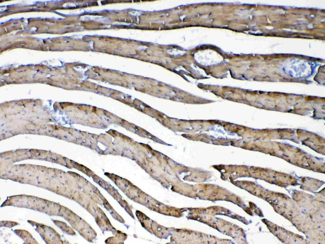 CXCL14 Antibody in Immunohistochemistry (Paraffin) (IHC (P))