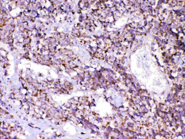 CXCL14 Antibody in Immunohistochemistry (Paraffin) (IHC (P))