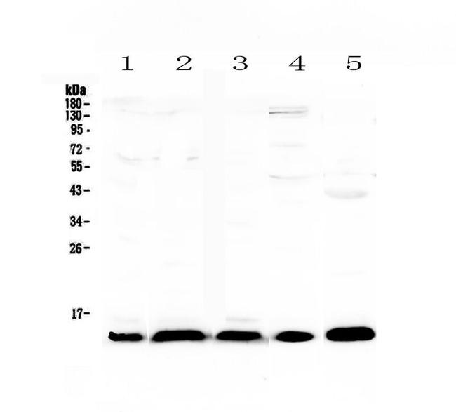 CXCL14 Antibody in Western Blot (WB)