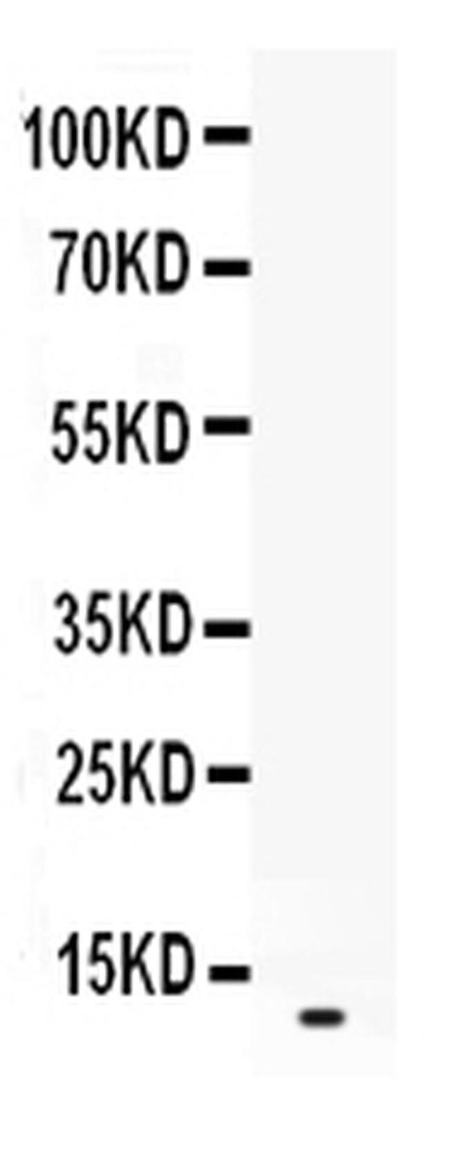 CXCL2 Antibody in Western Blot (WB)