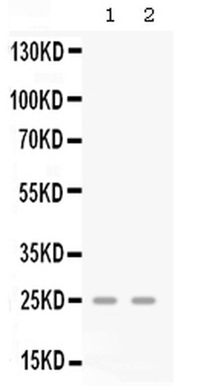 CXCL3 Antibody in Western Blot (WB)