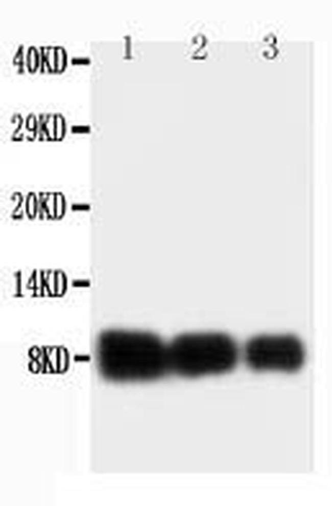 IL-8 (CXCL8) Antibody in Western Blot (WB)