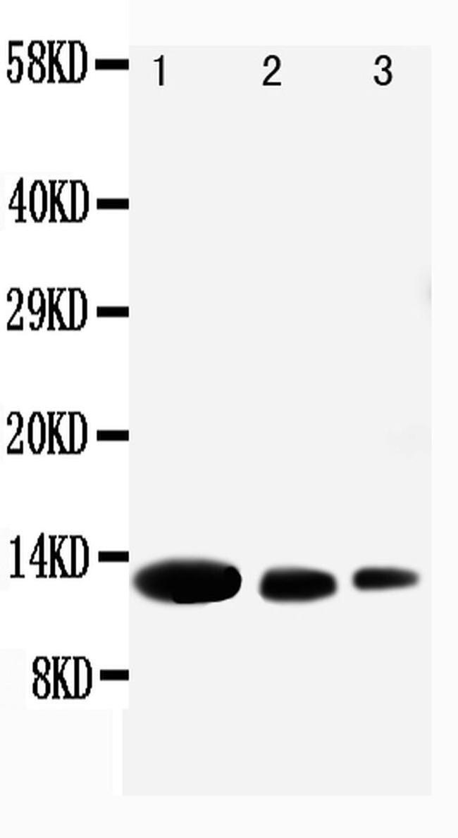 CXCL9 (MIG) Antibody in Western Blot (WB)