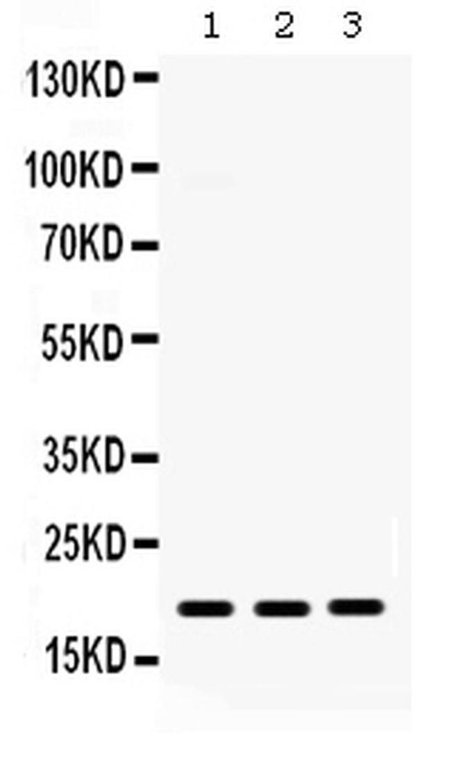 CXCL9 (MIG) Antibody in Western Blot (WB)