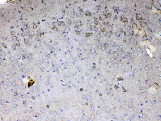 Cytochrome C Antibody in Immunohistochemistry (Paraffin) (IHC (P))