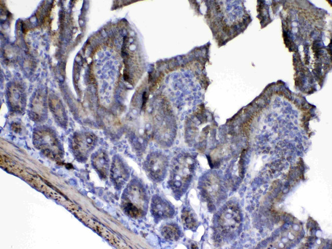 Cytochrome C Antibody in Immunohistochemistry (Paraffin) (IHC (P))