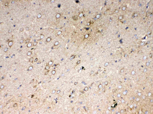 Cytochrome C Antibody in Immunohistochemistry (Paraffin) (IHC (P))