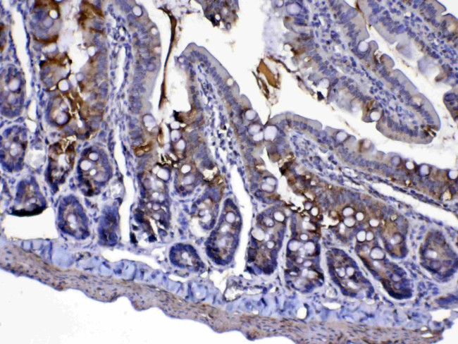 Cytochrome C Antibody in Immunohistochemistry (Paraffin) (IHC (P))