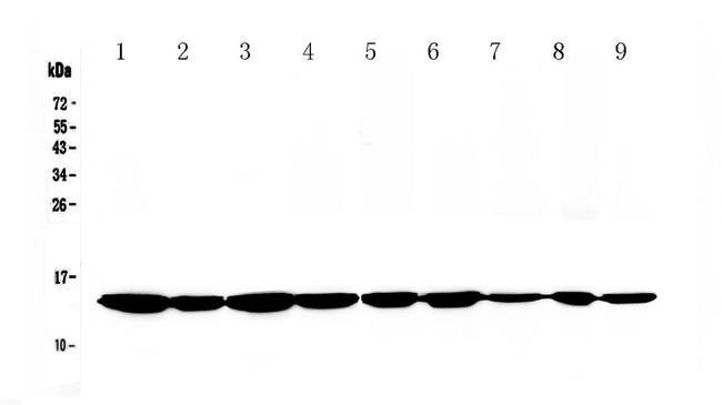 Cytochrome C Antibody in Western Blot (WB)