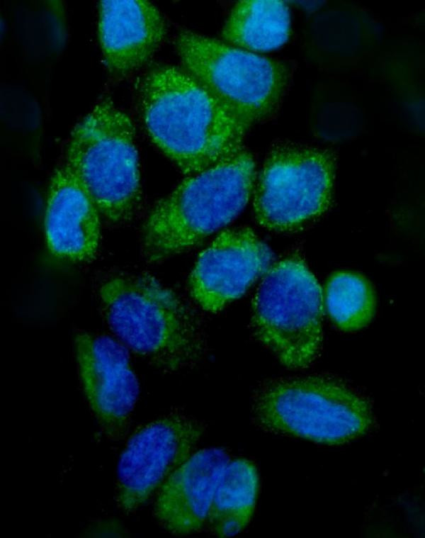 Cytochrome C Antibody in Immunocytochemistry (ICC/IF)