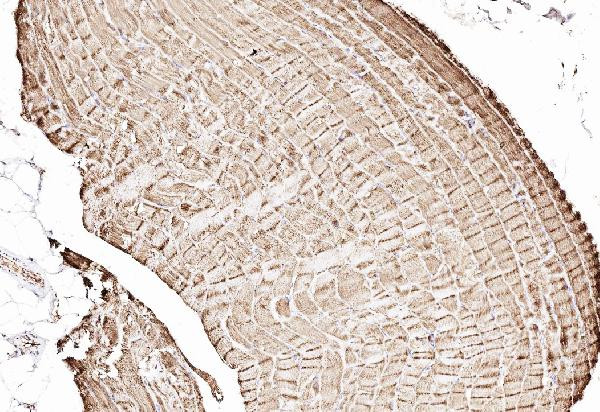 Cytochrome C Antibody in Immunohistochemistry (Paraffin) (IHC (P))