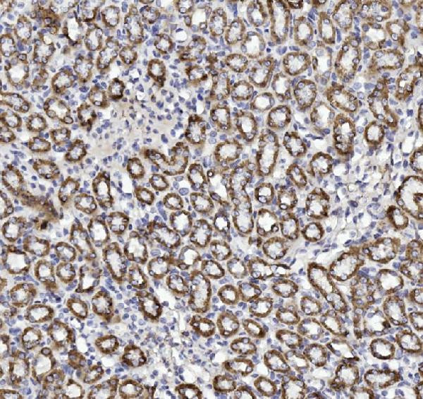 Cytochrome C Antibody in Immunohistochemistry (Paraffin) (IHC (P))