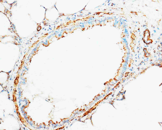 Cytochrome C Antibody in Immunohistochemistry (Frozen) (IHC (F))